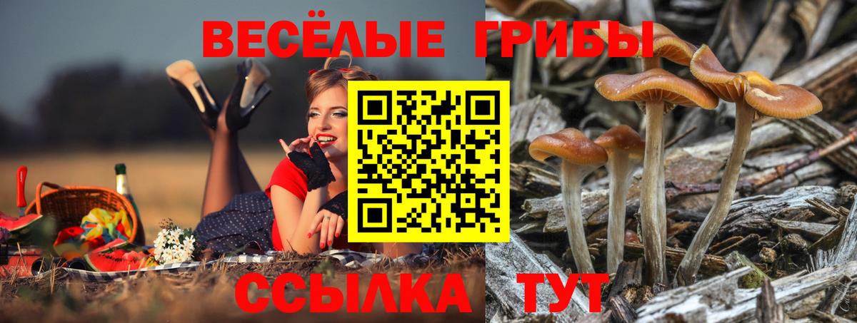 Псилоцибиновые грибы Psilocybine cubensis Артёмовский